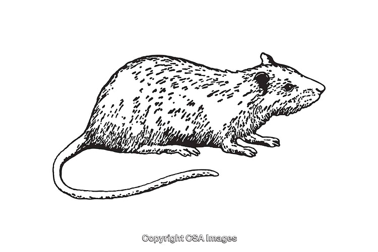 Detailed Black and White Illustration of a Rodent Side Profile