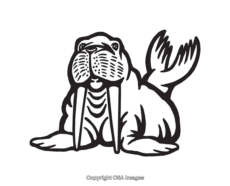 Black and White Illustration of a Walrus with Tusk Details