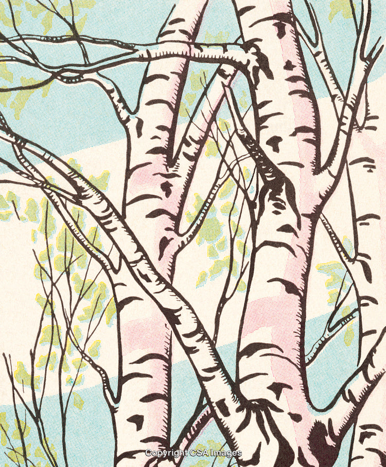 Artistic Illustration of Birch Trees in a Natural Spring Setting