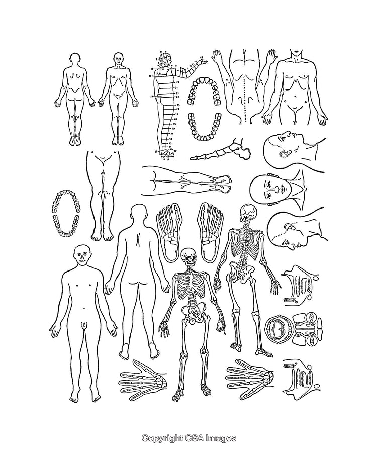 Detailed Black and White Human Anatomy Line Drawings and Diagrams