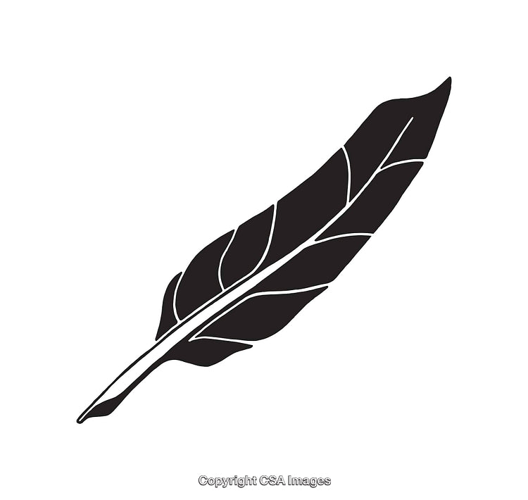 Black Feather Illustration Vector Line Drawing on White Background