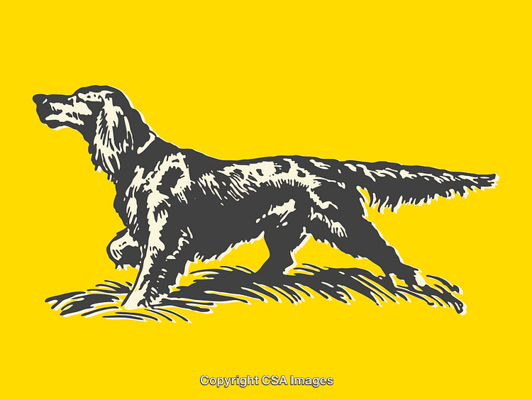 Vintage Dog Illustration of a Pointer in Yellow and Black Design