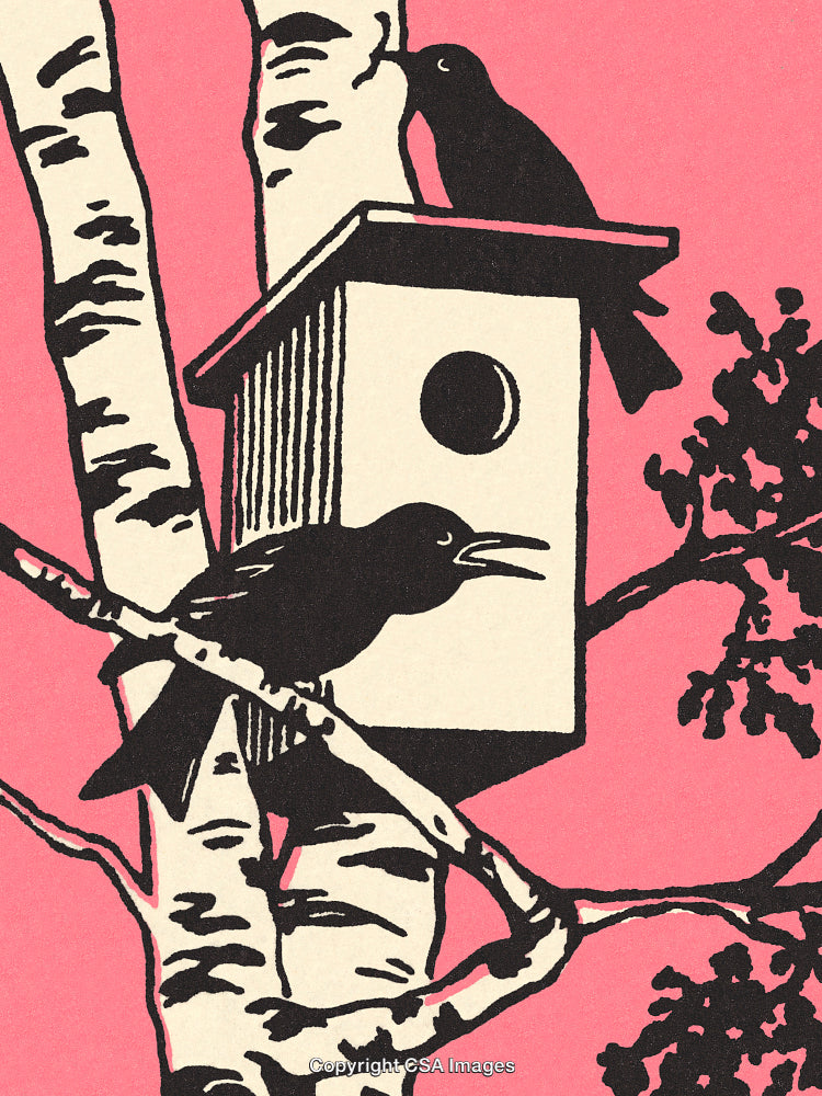Silhouetted Birds at a Birdhouse on Birch Tree with Vibrant Pink Background