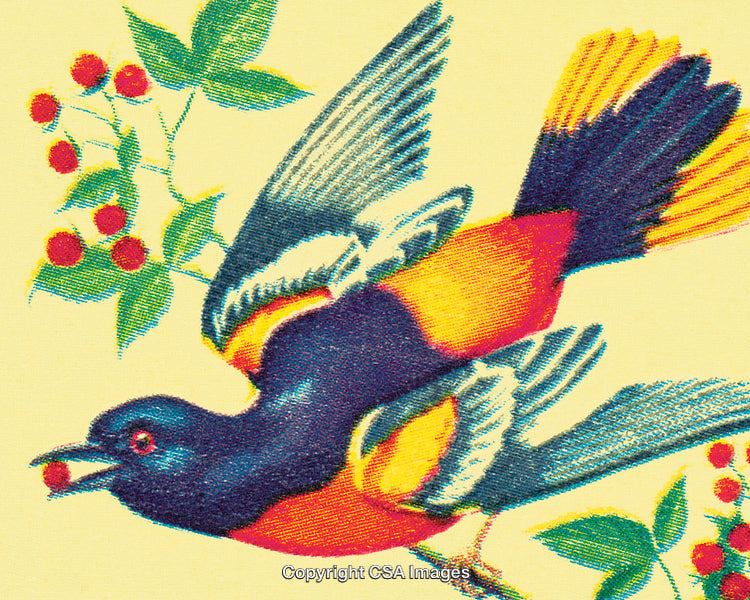 Vintage Illustration of a Colorful Bird Eating Berries Among Foliage