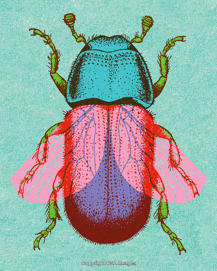 Colorful Beetle Illustration With Detailed Wings on a Textured Background