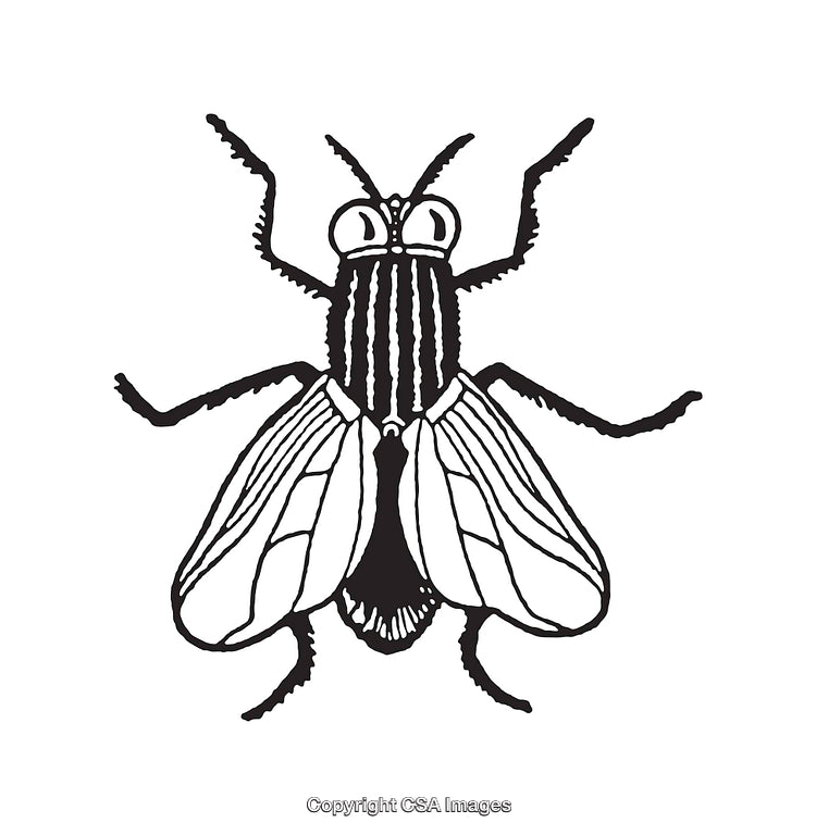 Black and White Line Art of a Fly with Detailed Features