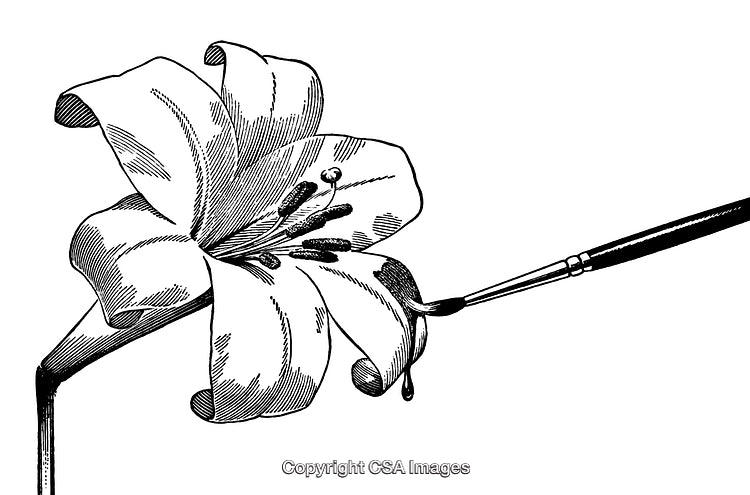 Artistic Black and White Illustration of a Detailed Lily with a Brush
