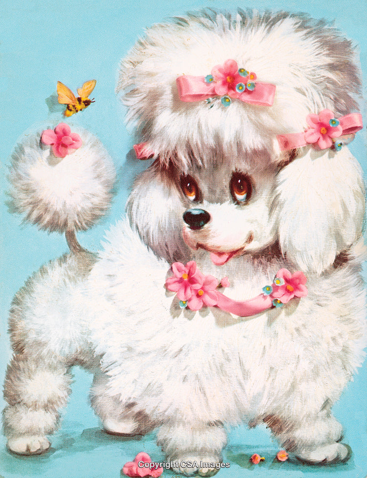 Adorable White Poodle Decorated with Pink Flowers and Ribbons on Blue Background