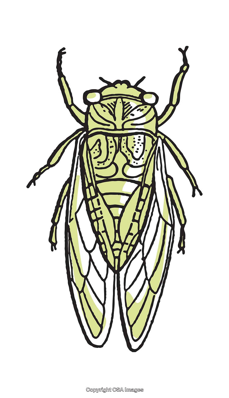 Colorful Illustration of a Cicada with Fine Line Details