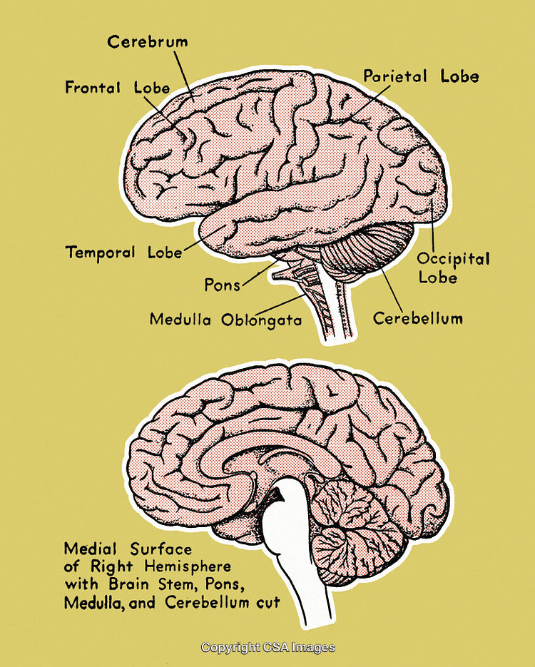 Brain Diagram