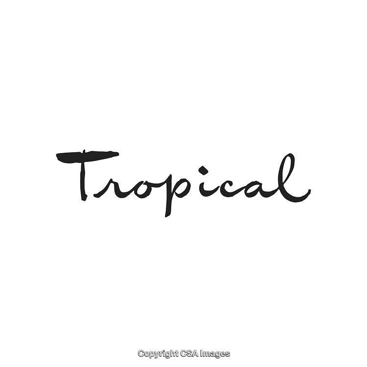 Stylish Handwritten Tropical Font Lettering on White Background