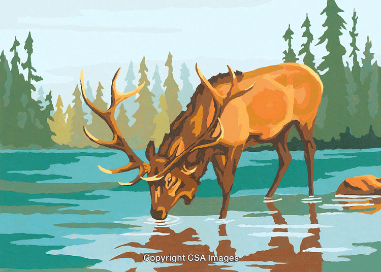 Majestic Elk Drinking Water in a Serene Forest Scene