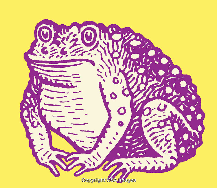 Purple Frog Illustration with Yellow Background in Artistic Line Art Style