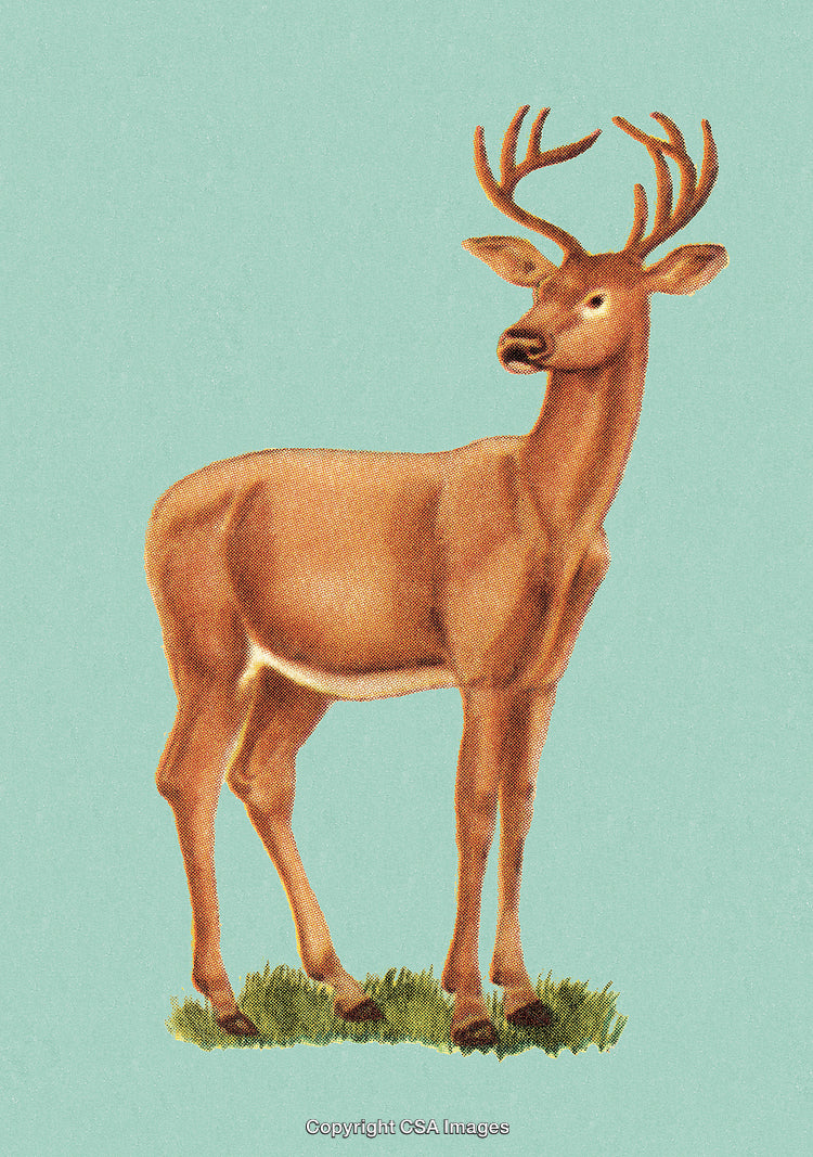 Elegant Illustration of a Deer with Antlers on a Green Background