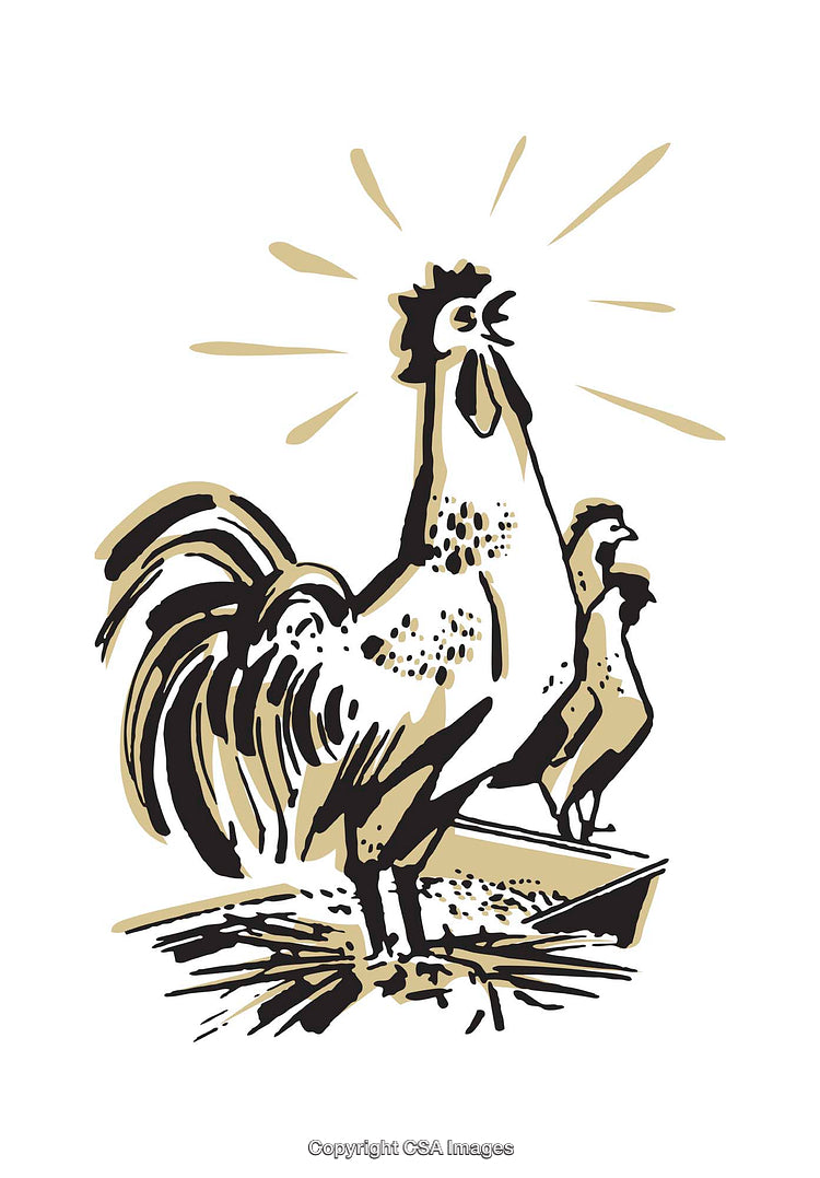 Lively Rooster Illustration Featuring Expressive Morning Call and Creative Style