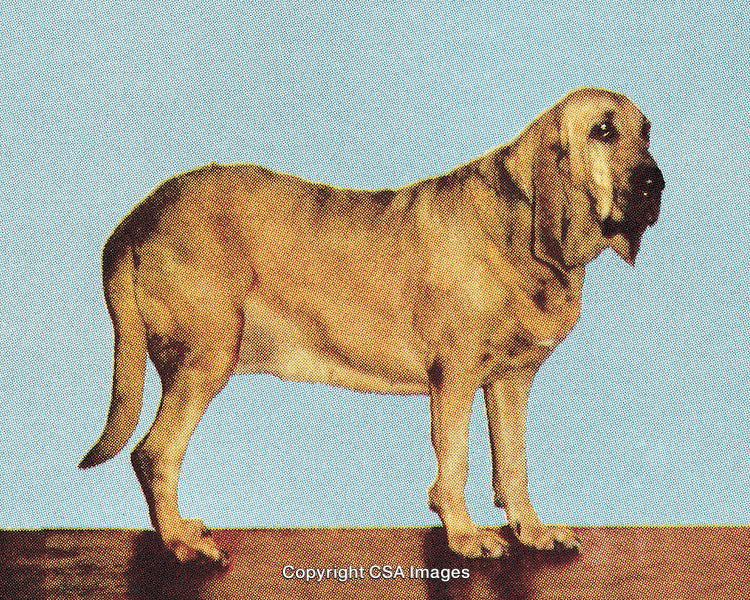 Standing Bloodhound Dog in Vintage Graphic Halftone Style Illustration