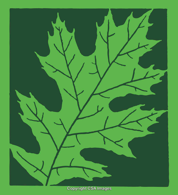 Green Leaf Line Art Illustration with Detailed Veins on a Dark Background