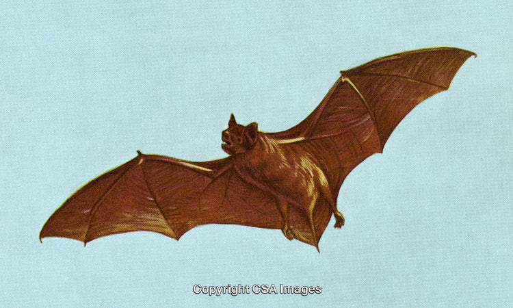 Illustration of a Bat in Flight with Outstretched Wings Against a Blue Sky