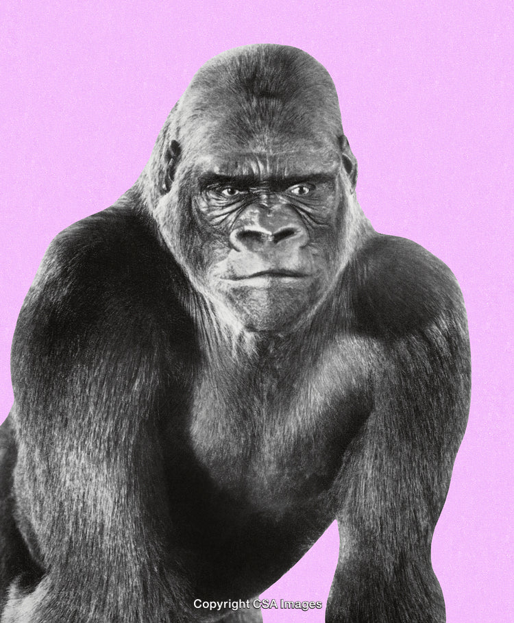 Majestic Gorilla Portrait on Vibrant Pink Background Art Print