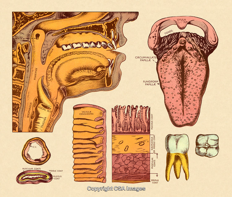 Detailed Anatomical Diagram of the Tongue and Digestive System Insides