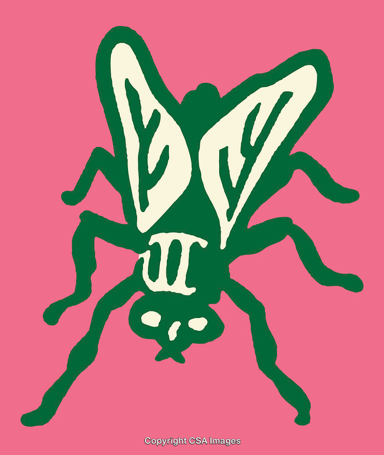 Colorful Line Art Illustration of a Fly With Bold Design