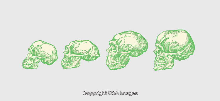Green Line Art Illustrations of Human Evolution Through Skull Progression