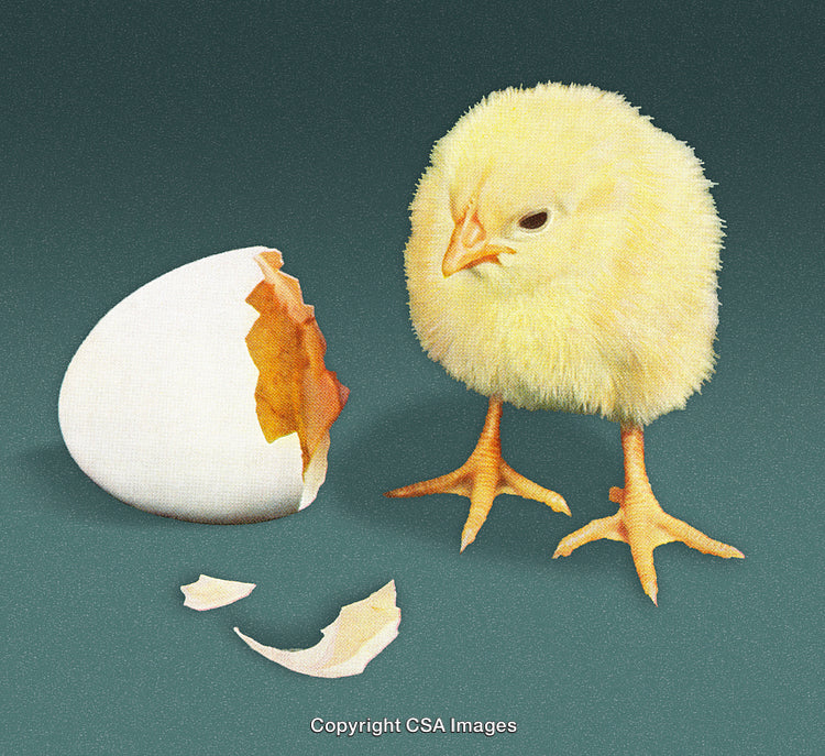 Newly Hatched Chick Standing Beside Shell on Dark Background