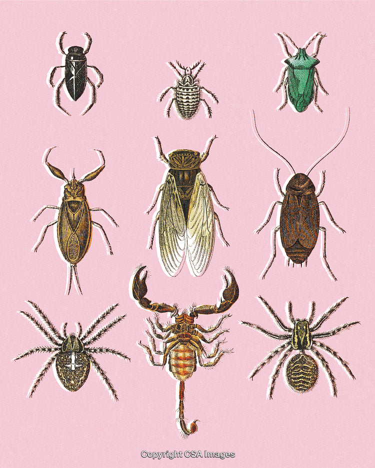 Vintage Illustration of Diverse Insects and Arachnids on Pink Background