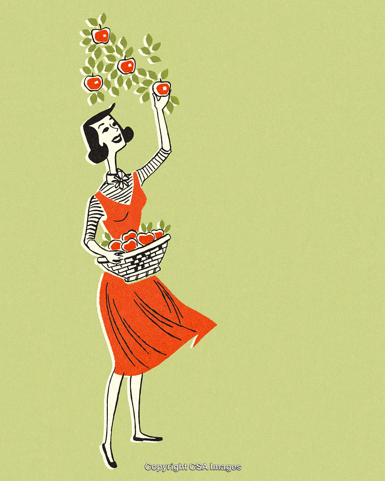 Illustration of a Woman Harvesting Apples in a Basket Under Green Background