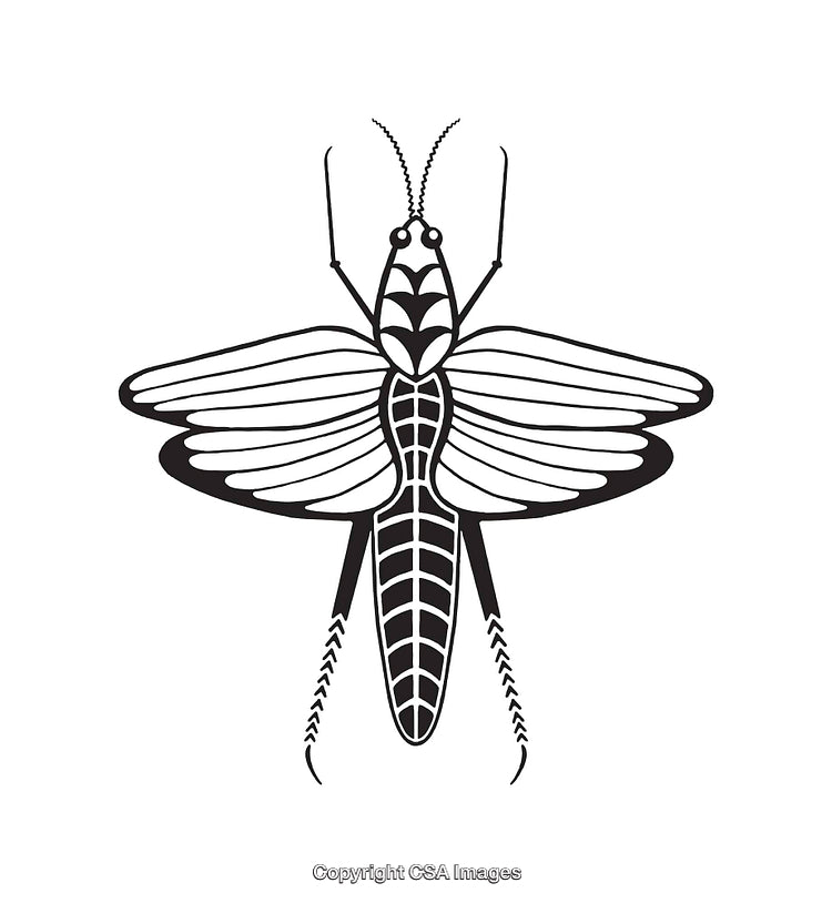 Black and White Line Art Illustration of a Stylized Insect