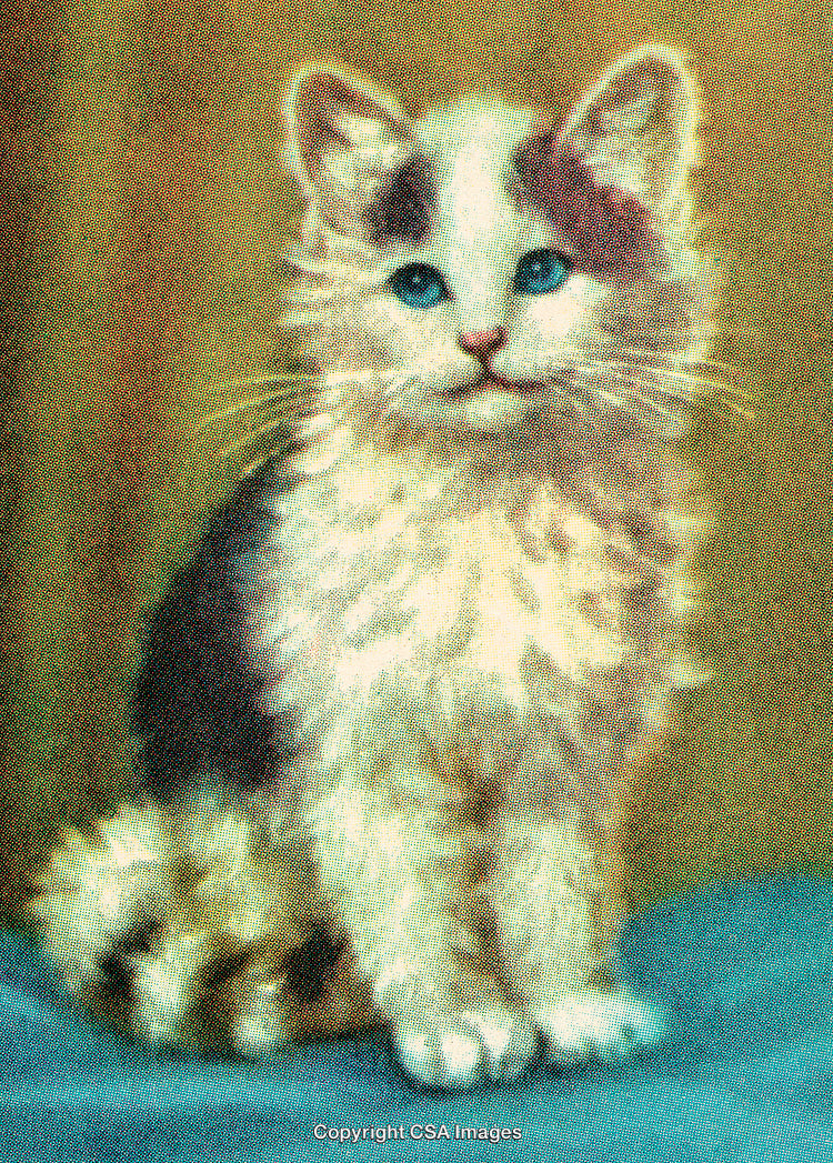 Adorable Fluffy Kitten With Blue Eyes Sitting on a Blue Surface