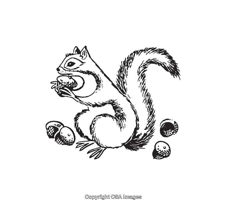 Black and White Illustration of a Squirrel with Acorns
