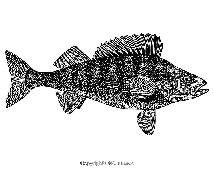 Highly Detailed Black and White Engraving of a Perch Fish Illustration