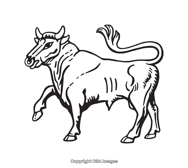 Vintage Line Art Illustration of a Bull in Black and White Style