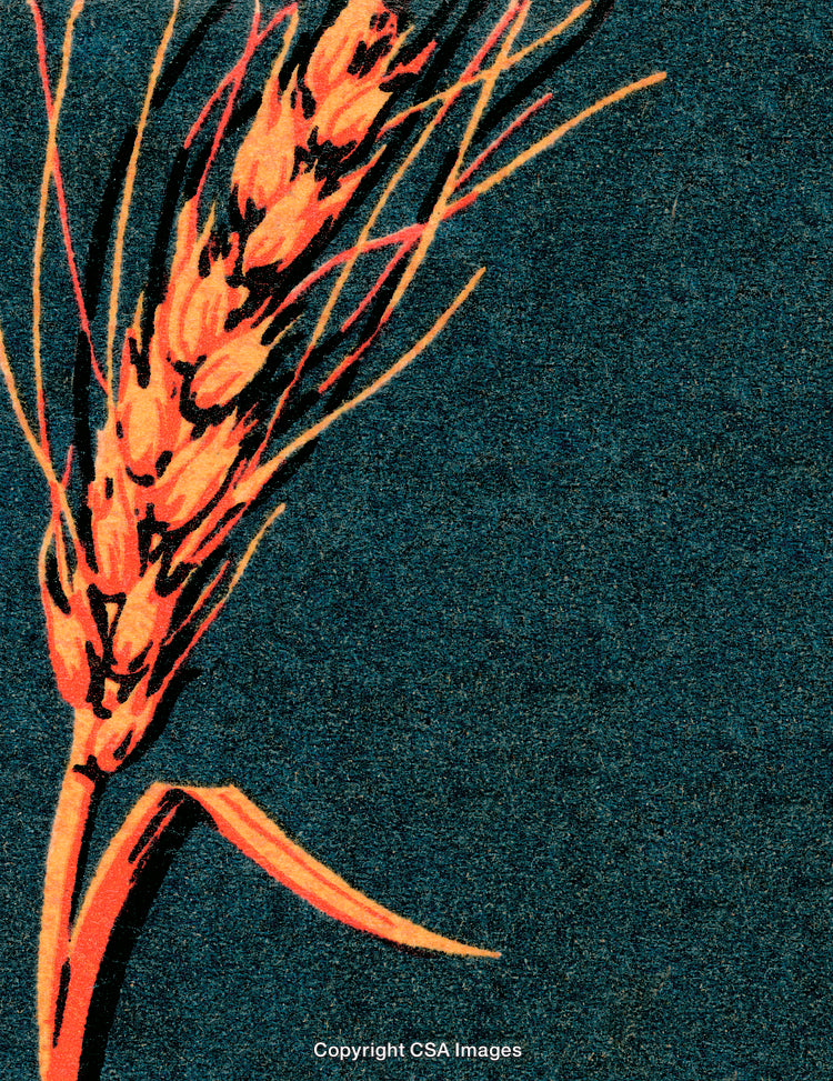 Close-Up of Artistic Ripe Wheat on Dark Textured Background