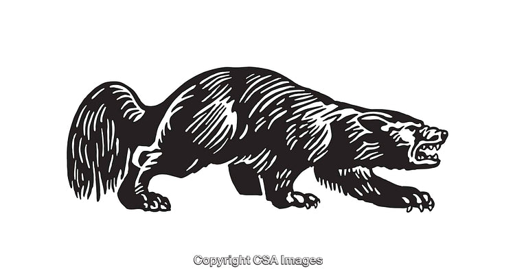 Black and White Wolverine Line Art Illustration in Aggressive Stance