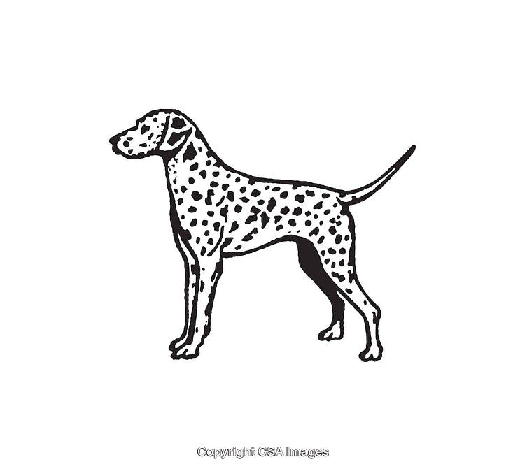 Black And White Line Art Illustration of a Dalmatian Dog