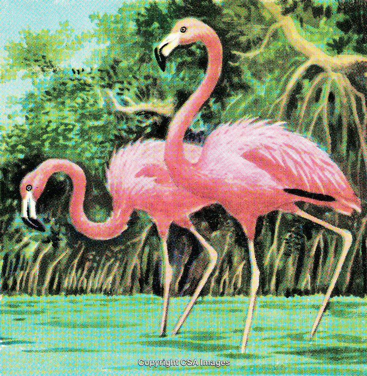 Graceful Pink Flamingos Standing in Scenic Wetland Environment