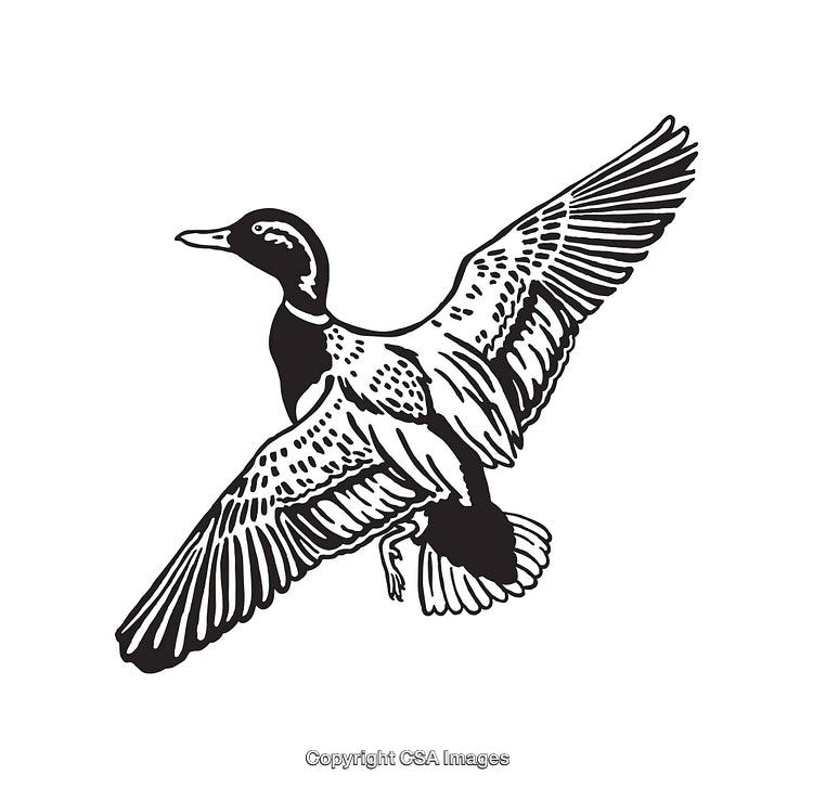 Detailed Black and White Line Art Illustration of a Flying Duck