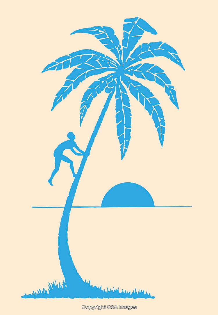 Tropical Scene of Person Climbing a Palm Tree During Sunset