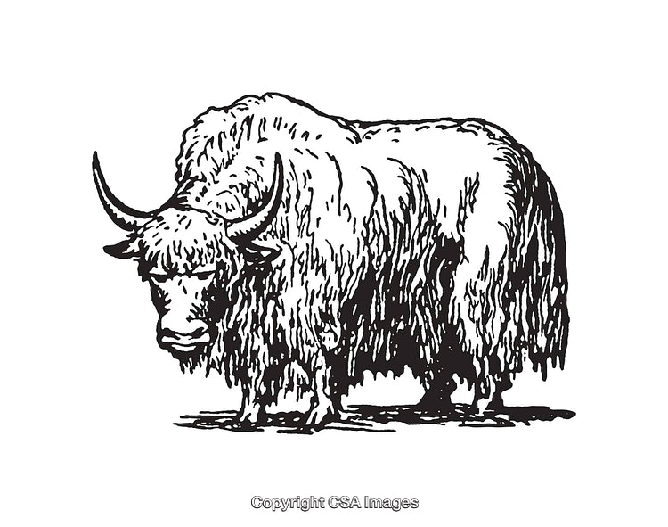 Detailed Black and White Line Art Illustration of a Majestic Yak