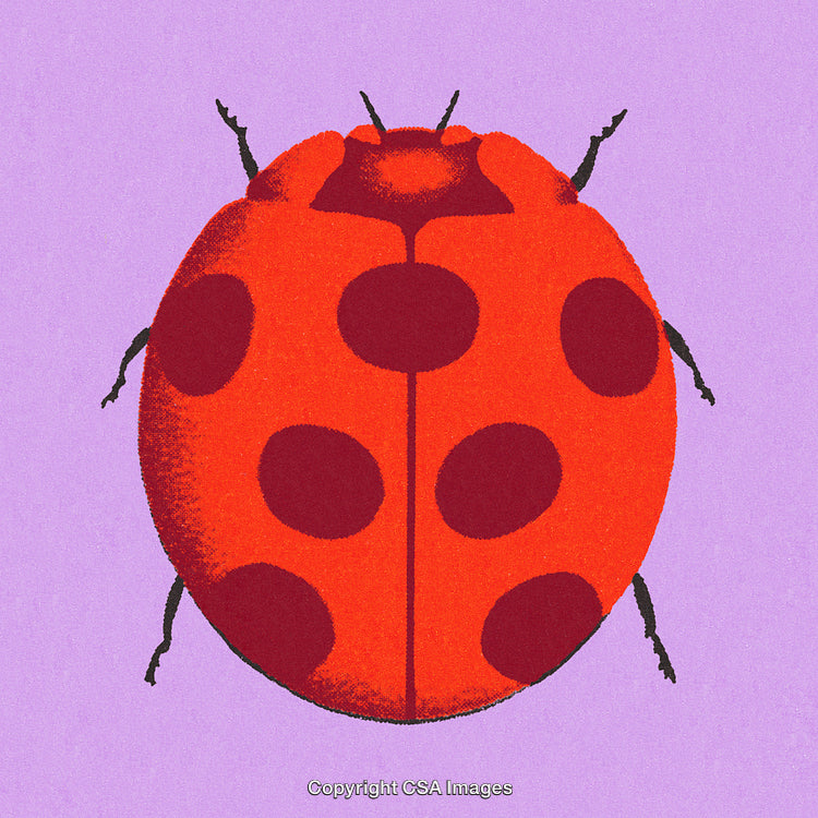 Close-Up Illustration of a Vibrant Ladybug on a Pastel Background