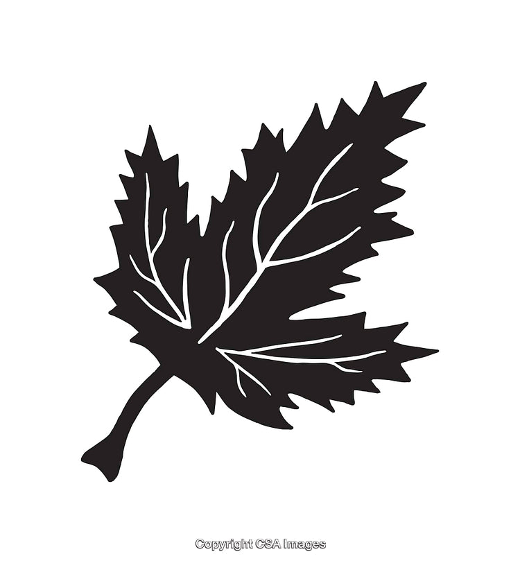 Black and White Line Art Illustration of a Maple Leaf Silhouette