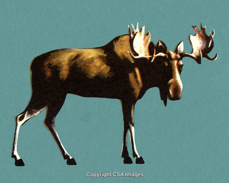 Digital Illustration of a Majestic Moose in Profile View on Blue Background