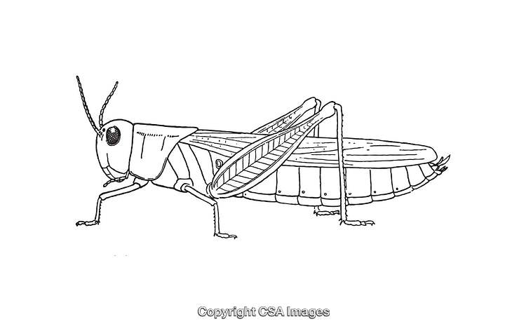 Detailed Line Art Illustration of a Grasshopper in Black and White