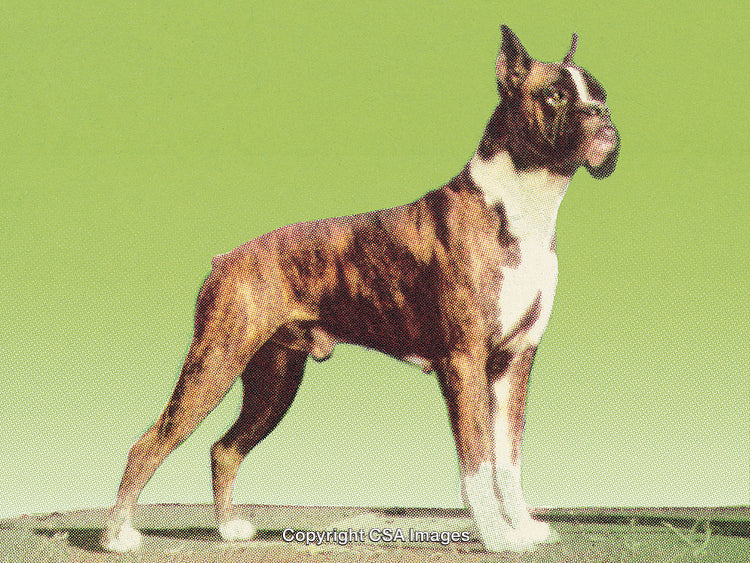 Stylized Portrait of a Boxer Dog on a Vibrant Green Background