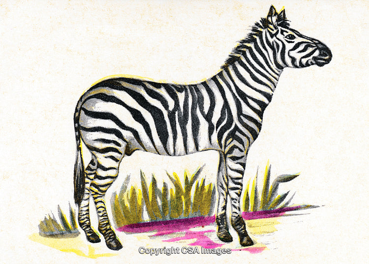 Hand-Drawn Zebra Illustration in Natural Habitat with Grass