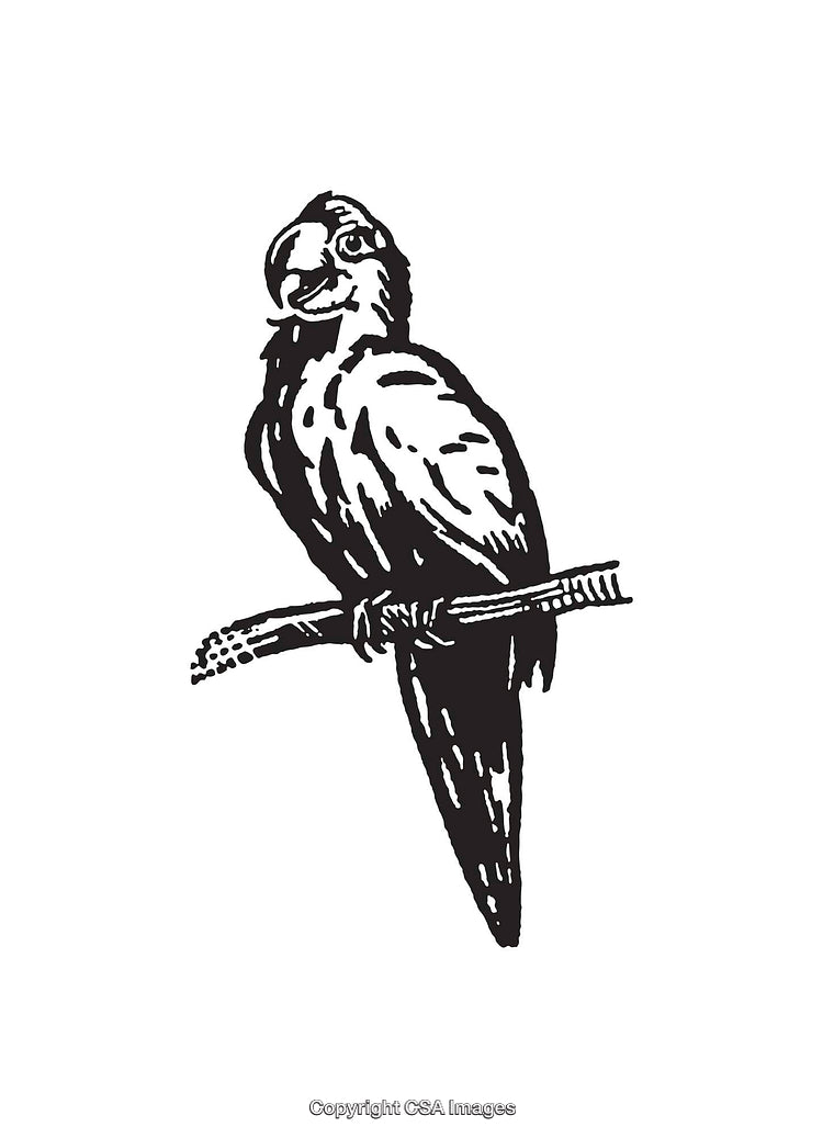 Black and White Line Art Illustration of a Perched Parrot
