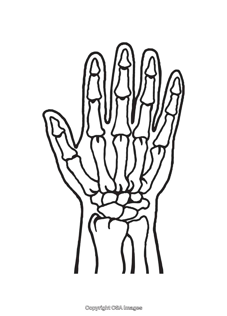 Black and White Line Art of a Human Hand Skeleton Anatomy