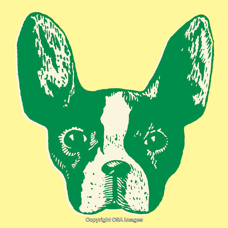 Vintage Line Art Illustration of a Boston Terrier on Yellow Background